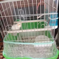 عروس هلندی ماده