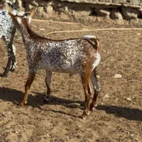 حیوون قشنگ|حیوانات مزرعه|طبس, |دیوار