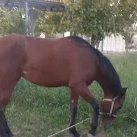 فروش مادیون/5ساله/6دنگ