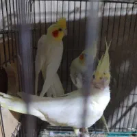سه عدد عروس هلندی معاوضه