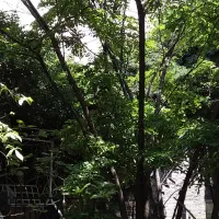 اکازیون تجریش خیابان دربند|فروش زمین و ملک کلنگی|تهران, دربند|دیوار