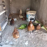 جوجه مرغ|حیوانات مزرعه|مشهد, شهرک رازی (شهرک غرب)|دیوار