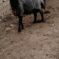 قوچ بره گوسفند|حیوانات مزرعه|کجور, |دیوار