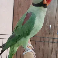 شاه طوطی سالم زیبا