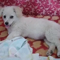 طوله سگ پاکوته خانگی وطوله سگ گرگی