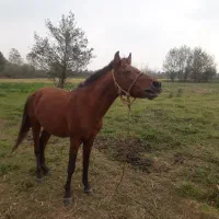 اسب|اسب و تجهیزات اسب‌سواری|تولم شهر, |دیوار