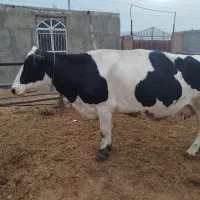 دورس گاوشکم دوم ۲۰روزمانده به زایش وزن بالا