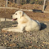 سگ عراقی گم شده