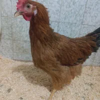 ۴ عدد مرغ تخم گذار سالم و تمیز