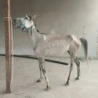 اسب مادیان درجه یک معاوضه با بره و کهره فروش فوری|اسب و تجهیزات اسب‌سواری|شیراز, گل سرخ|دیوار