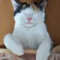 گربه 4 ماهه ماده