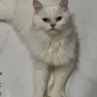 گربه بریتیش اصلی ۶ماهه