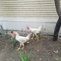خروس جوان