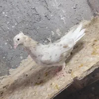 کوهی کرم ماده چاپی  ۸ پره