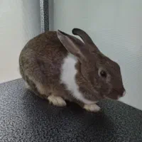 فروش خرگوش خانگی|موش و خرگوش|پیرانشهر, |دیوار