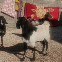 اسب معاوضه با بز|حیوانات مزرعه|کوهمره, |دیوار