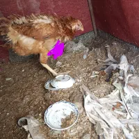 یک خروس لاری یا دو تا مرغ لاری|حیوانات مزرعه|تربت‌حیدریه, شهید قرنی|دیوار