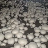 قارچ لوکس جعبه ای ملارد