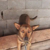 فروش سگ گرگی ماده