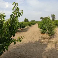 معاوضه باغ ۵۱۰۰ متری ولیک‌آباد با ملک در زیارت|فروش دفتر صنعتی، کشاورزی، تجاری|گرگان, |دیوار