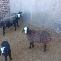 فروش بزه|حیوانات مزرعه|بوئین زهرا, |دیوار