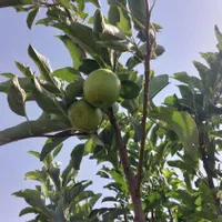 باغچه|فروش زمین و ملک کلنگی|اسلام‌شهر, کاشانک|دیوار