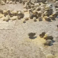 جوجه بلدرچین
