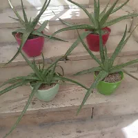 گل طبیعی گندمی نخل مرداب قاشقی پتوس الوورا  بیدی|گل و گیاه طبیعی|تهران, استاد معین|دیوار