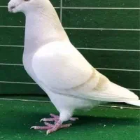 کله اسبی یا هومر