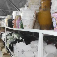 گل و گیاه|گل و گیاه طبیعی|اهواز, سید خلف|دیوار