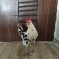 خروس گلین|حیوانات مزرعه|شاهینشهر, شهرک گلدیس|دیوار