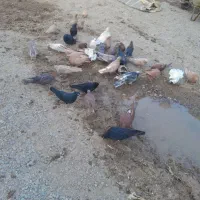 ۴۰ عدد کفتر قطعه دار
