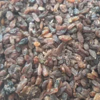 کشمش و مویز افتابی پاک شده|خوردنی و آشامیدنی|نجفآباد, منتظری جنوبی|دیوار