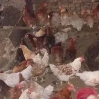 مرغ محلی تخم گذار جوان
