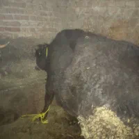 گاو|حیوانات مزرعه|ماکو, |دیوار