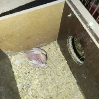 جوجه طوطی عروس لوتینو|پرنده|شوشتر, |دیوار