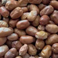 سنجد