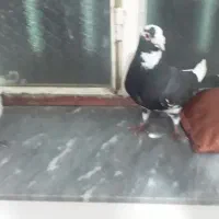 ابلغ نرپرشی