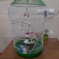 قفس عروس هلندی