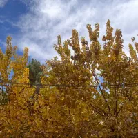 اجاره باغ ویلا بلند مدت