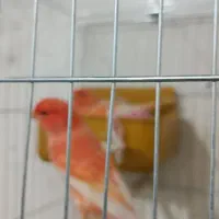 جفت قناری رد فاکتور اورجینال|پرنده|اهواز, کمپلو شمالی|دیوار