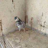 نربدرنگ و ماده دمگیر گلین کاکل|پرنده|اصفهان, کوجان|دیوار
