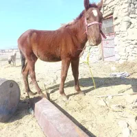 کره اسب نر فروشی 13ماهه