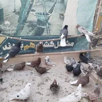 دم‌سفید سرور|پرنده|اصفهان, ارغوانیه|دیوار