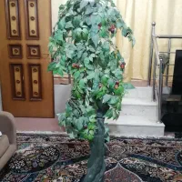 درخت گیلاس تزیینی