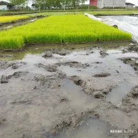 توم نشا هاشمی