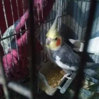 عروس هلندی زیبا