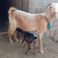 بز داشتی جوان همراه کهره