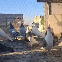 کفتر ضد خوردی