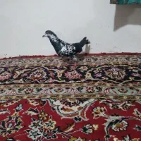 صید غروب|حیوانات|چناران, |دیوار